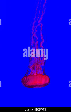 Ripley's Aquarium of Canada,Toronto,Ontario,Jellyfish, Pacific sea nettle Stock Photo