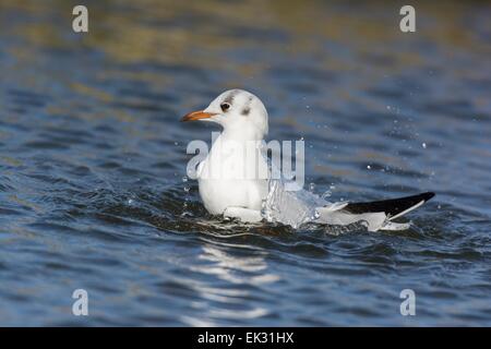 Black headed gull Chroicocephalus ridibundus, adult bathing, England February Stock Photo