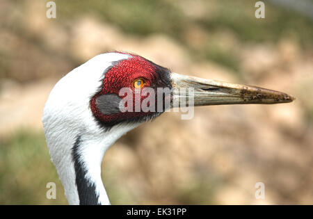 Portrait head shot of Manchurian Red-naped Crane (Grus japonensis) at Columbus Zoo. Stock Photo