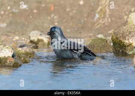 Jackdaw Corvus monedula, bathing. Stock Photo