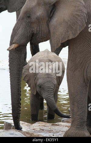 Mother elephant protects her calf at a waterhole in Etosha National park. Stock Photo