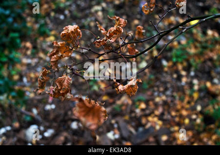 Crisp curled autumn leaves against a blurry leafy background of the forest floor Stock Photo