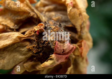 Dead rose decaying with beautiful colours Stock Photo - Alamy