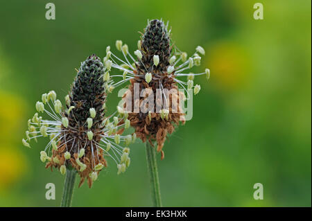 Ribwort plantain / English plantain / narrowleaf plantain (Plantago lanceolata) in flower Stock Photo