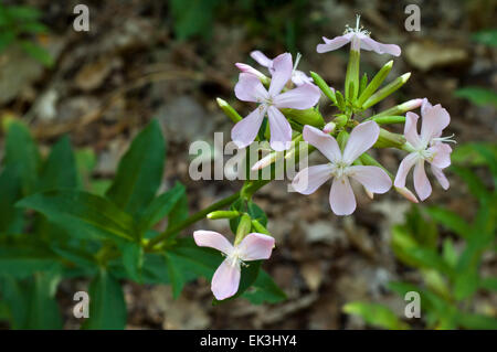 Soap aloe / common soapwort / bouncing-bet (Saponaria officinalis) in flower Stock Photo