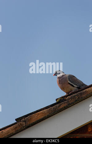 Domestic pigeon perched on rooftop of house against a blue sky. Stock Photo