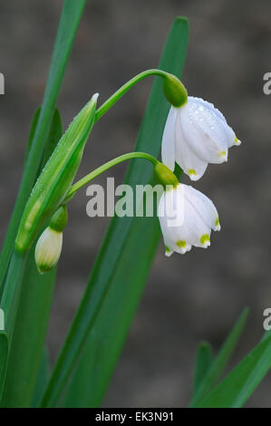 Summer snowflake (Leucojum aestivum) in flower Stock Photo