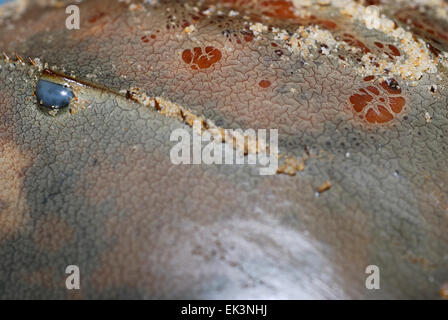 Head of horseshoe crab (Trachypleus gigas) in a coast of Cherating, Pahang, Malaysia Stock Photo