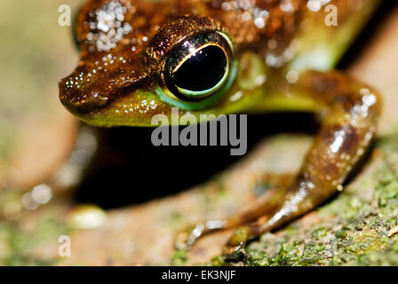 Black-spotted Rock Frog (Staurois guttatus) in a hole in Kubah national park, Sarawak, Malaysia, Borneo Stock Photo