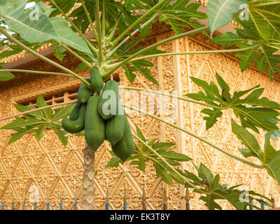 Papaya tree on golden painted wall background. Stock Photo