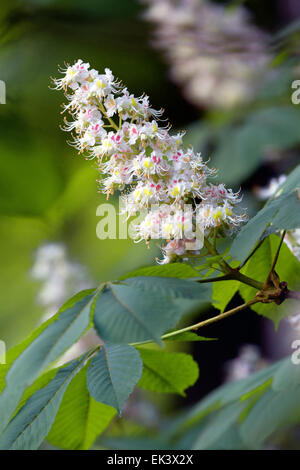 Chestnut flowers and leaves Stock Photo