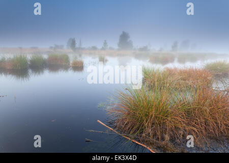 misty morning on swamp in summer, Friesland, Netherlands Stock Photo