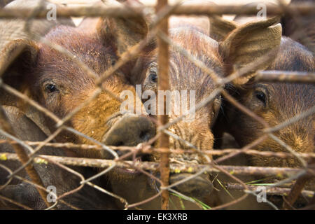 Pigs can be farmed in free range, being allowed to wander around a village, kept in fields, or tethered in a simple house. In de Stock Photo