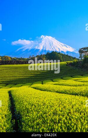 Japanese green tea plantation and Mt. Fuji, Shizuoka, Japan Stock Photo