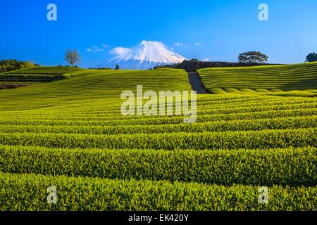 Japanese green tea plantation and Mt. Fuji, Shizuoka, Japan Stock Photo