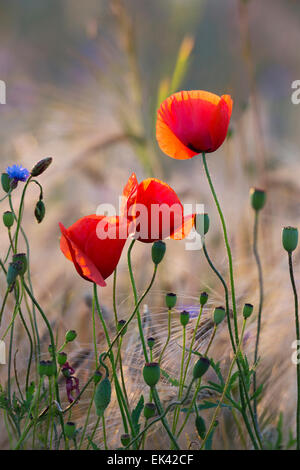 Poppies and cornflowers in wheat field against the sun Stock Photo