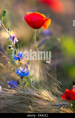 Poppies and cornflowers in wheat field against the sun Stock Photo