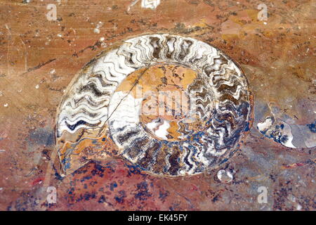 Polished rock of ammonite spiral shells, Morocco, Africa Stock Photo