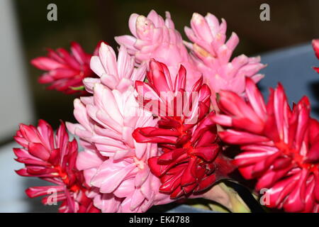 Red and pink ginger flowers Stock Photo