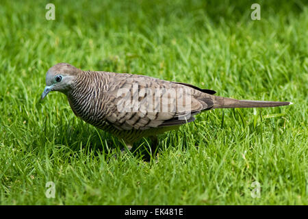 Barred Ground (Zebra) dove (Geopelia striata) on a lawn in Mauritius Stock Photo