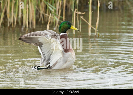 Mallard (Anas platyrhynchos) duck, single adult male flapping wings while bathing in shallow water, Norfolk, England, UK Stock Photo