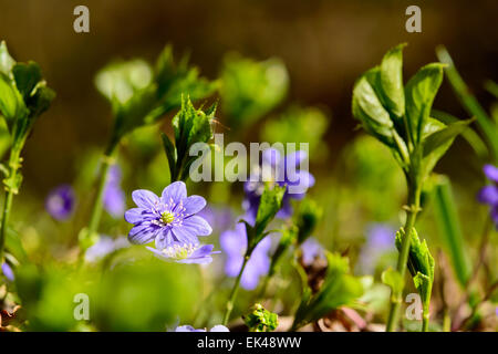Anemone hepatica also known as Common Hepatica, liverwort, kidneywort and pennywort. Here seen in its natural environment on for Stock Photo