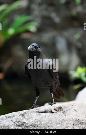 Thailand, Bangkok, Bangkok zoo, black crow (Corvus frugilegus) Stock Photo