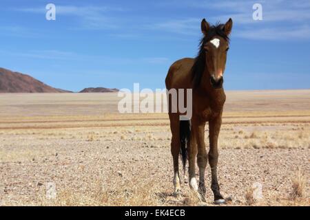 Horse in Namib desert Stock Photo