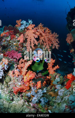 SUDAN, Red Sea, Sanghaneb Reef, scuba diver and soft corals Stock Photo