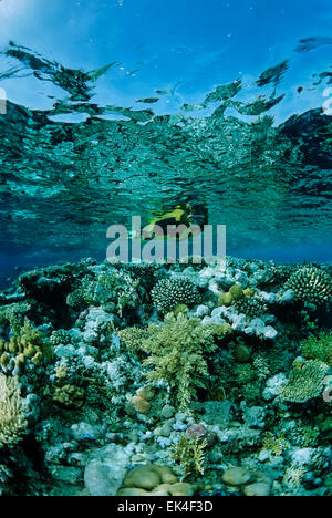 SUDAN, Red Sea, Sanghaneb Reef, U.W. photo, Reef snorkeling Stock Photo
