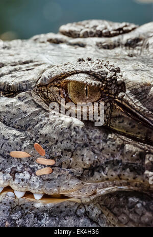 Egypt, Luxor, Nile crocodile (Crocodylus niloticus)- FILM SCAN Stock Photo
