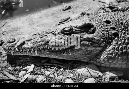 Egypt, Luxor, Nile crocodile (Crocodylus niloticus)- FILM SCAN Stock Photo