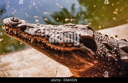 Egypt, Luxor, Nile crocodile (Crocodylus niloticus)- FILM SCAN Stock Photo