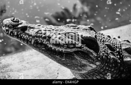 Egypt, Luxor, Nile crocodile (Crocodylus niloticus)- FILM SCAN Stock Photo