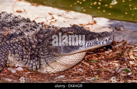 Egypt, Luxor, Nile crocodile (Crocodylus niloticus)- FILM SCAN Stock Photo