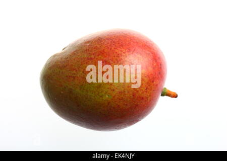 Mango fruit,  Mangifera indica Stock Photo