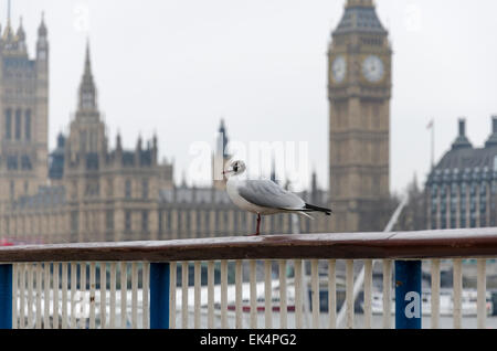 Black-headed gull (Chroicocephalus ridibundus) outside the Houses of Parliament / Palace of Westminster / Big Ben Stock Photo