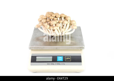 brown beech mushrooms or shimeji mushrooms on digital scale Stock Photo