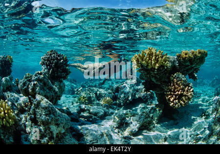 SUDAN, Red Sea, Sanghaneb Reef, U.W. photo, Reef snorkeling Stock Photo