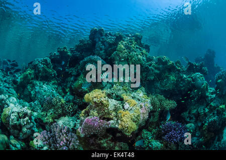 SUDAN, Red Sea, Sanghaneb Reef, U.W. photo, Stock Photo