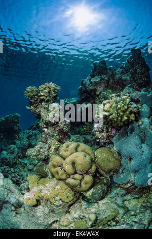SUDAN, Red Sea, Sanghaneb Reef, U.W. photo, Brain coral Stock Photo