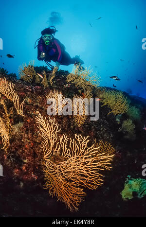 Italy, Tyrrhenian Sea, diver and yellow gorgonians (Eunicella cavolini) - FILM SCAN Stock Photo