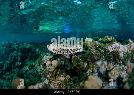 SUDAN, Red Sea, Sanghaneb Reef, U.W. photo, Reef snorkeling Stock Photo