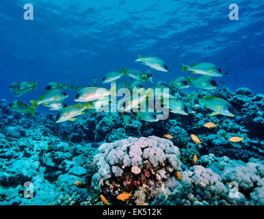 SUDAN, Red Sea, Sanghaneb Reef, Black Spotted Grunts (Plectorhinchus gaterinus) school - FILM SCAN Stock Photo