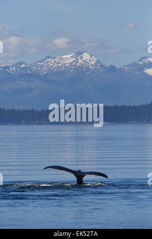Humpback Whale, Frederick Sound, Tongass National Forest, Alaska. Stock Photo