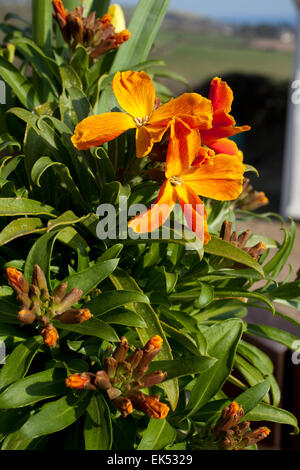 Dwarf Orange Wallflowers (  Erysimum ) in a stone container on a wall in Cornwall on a spring day. Stock Photo