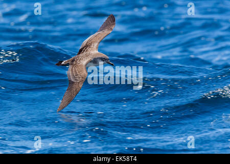 Cape Verde Shearwater (Calonectris edwardsii) Stock Photo