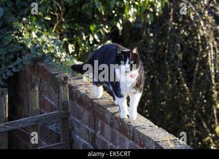 Domestic cat on a garden wall. Stock Photo