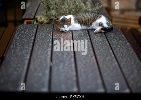 Cat sleeping on the table Stock Photo