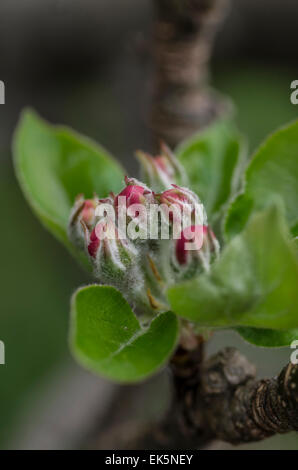 Buds of apple blossoms close up with reddish pink flowers beginning to appear as seen in the spring on a sunny day in London. Stock Photo